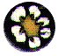 WhtDsyFlwrBead.jpg
